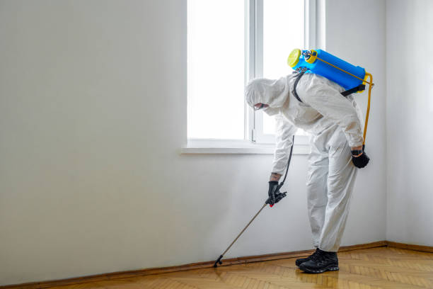 Best Flea Control Services  in Lyons, IL